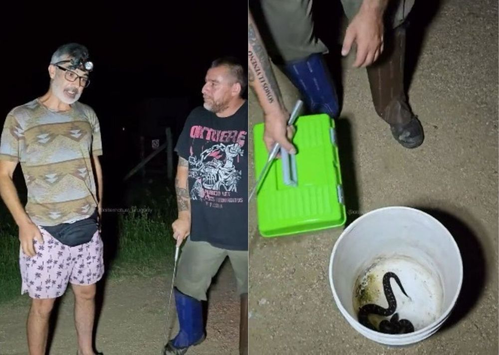 Capturó una yarará en su casa y contactó a especialistas para su rescate