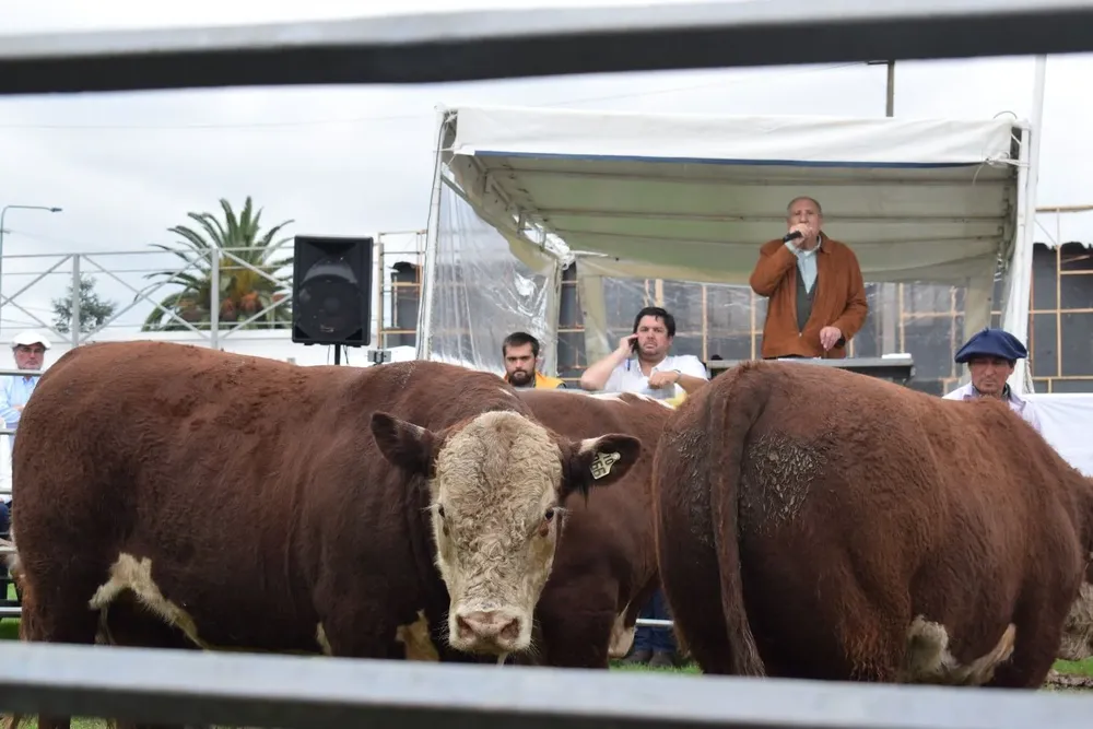 Las ventas fueron en 12 cuotas y transmitidas por Rural Uy