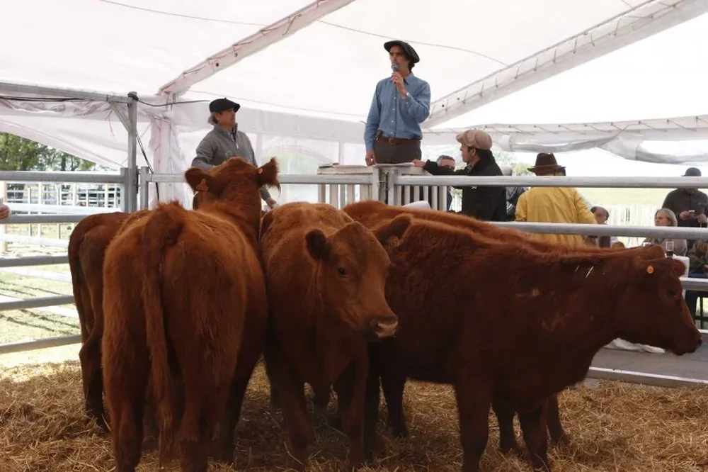 Valdez y Cía rematará 45 toros Angus PI y SA, negros y colorados, y 65 vientres.