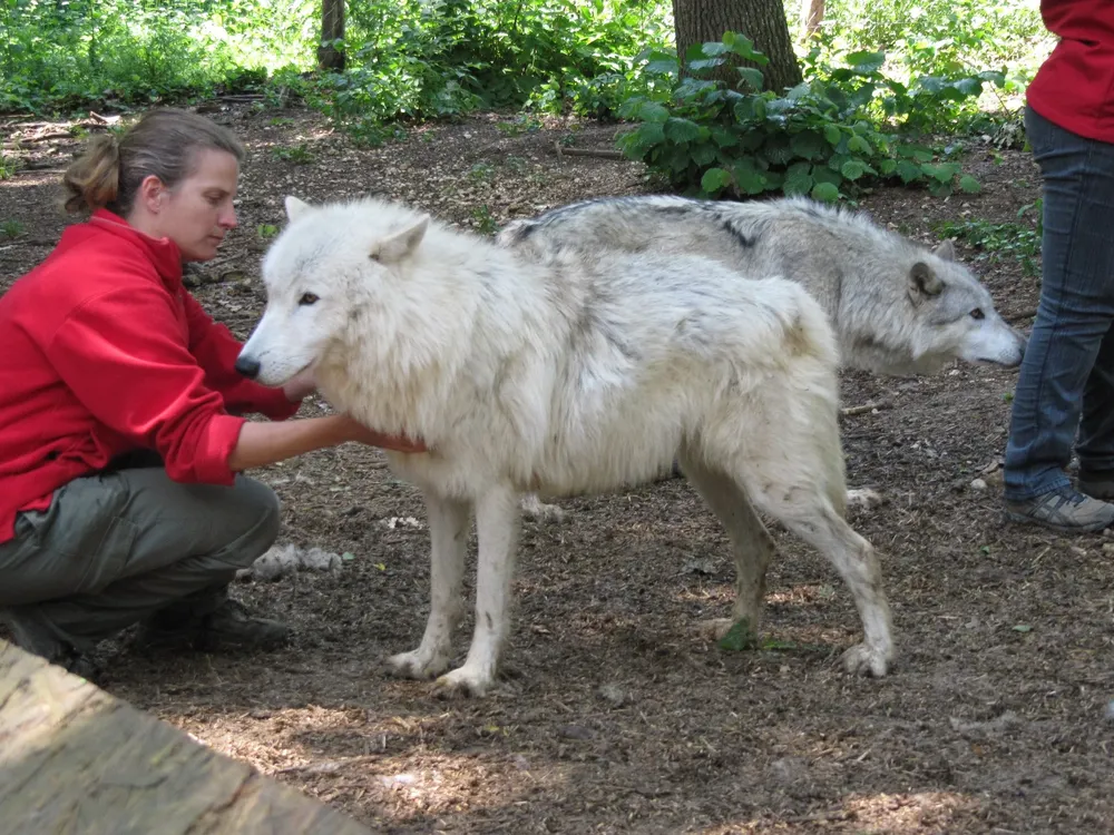 El Centro de Ciencias del Lobo en Viena estudia el comportamiento de los canes