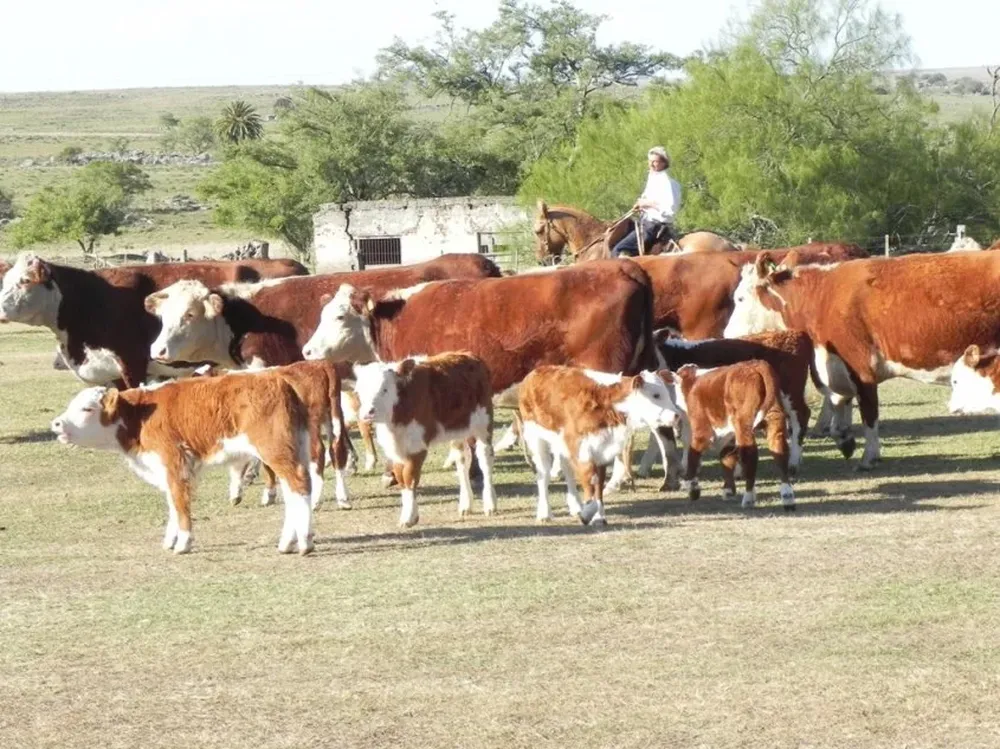 La producción de pasturas con vistas al invierno ha sido mínima
