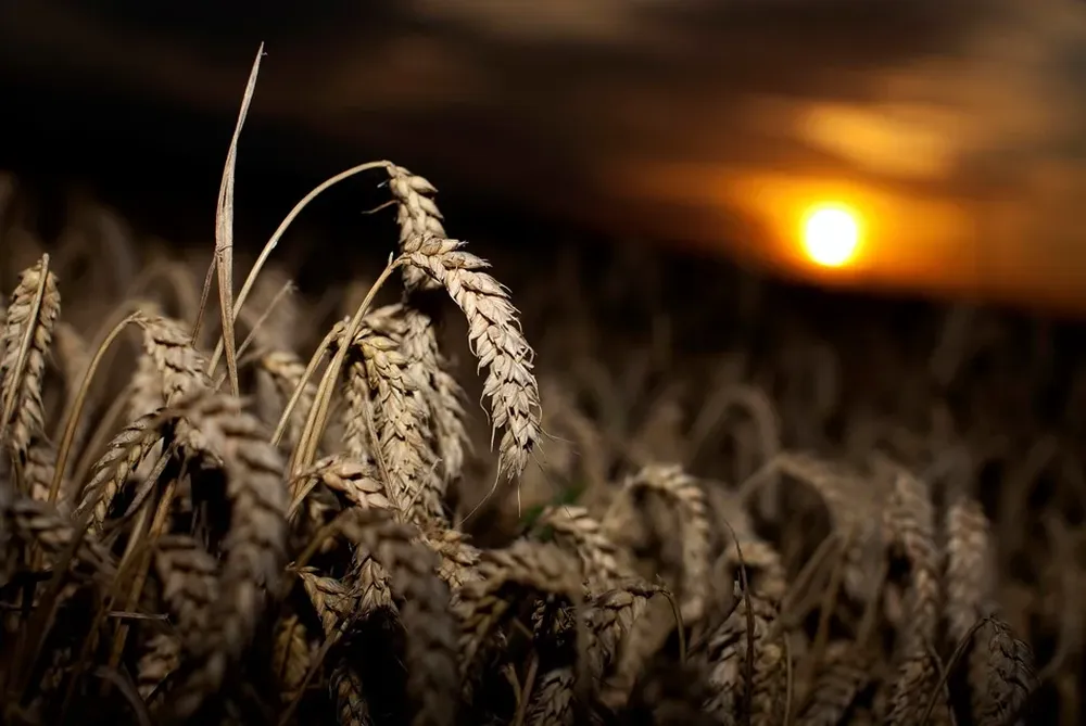 En Brasil el precio del arroz se acerca a los US$ 20 por bolsa