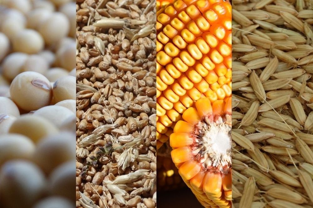 USDA: un informe inicial de 2026 que genera inquietud en los agricultores de Uruguay.