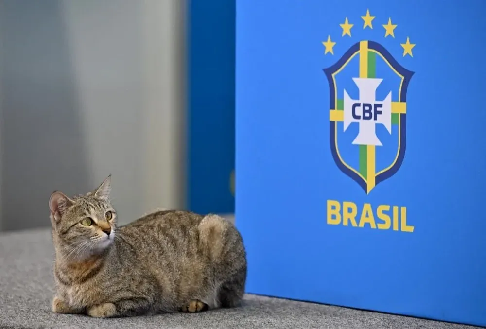 El gato que se metió en la conferencia de Brasil