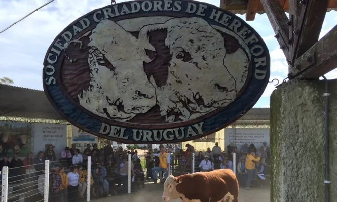 Los Toros de Kiyú se rematarán este sábado en la Central de Pruebas