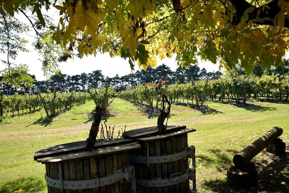 Viñas, vinos y turismo, una sinergia de alto valor.