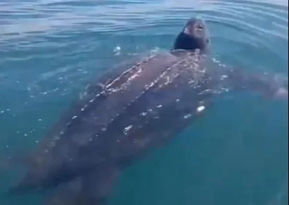 Tortuga siete quillas vista en la costa de Punta del Este