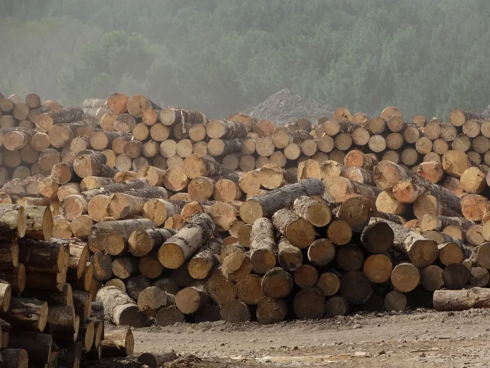 Depósito de madera de una industria dedicada a la transformación mecánica del producto.