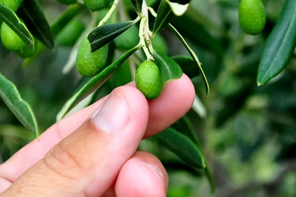Pequeña aceituna en el olivar de Finca Babieca, en Sierra de los Caracoles