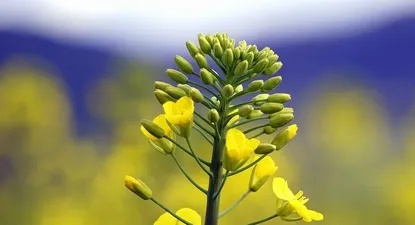 alur presento los detalles del plan canola de 2020