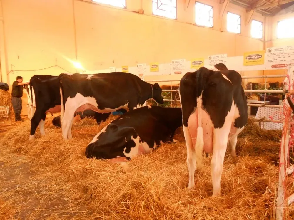 Los animales esperan en los galpones el momento decisivo para salir a las pista de calificación