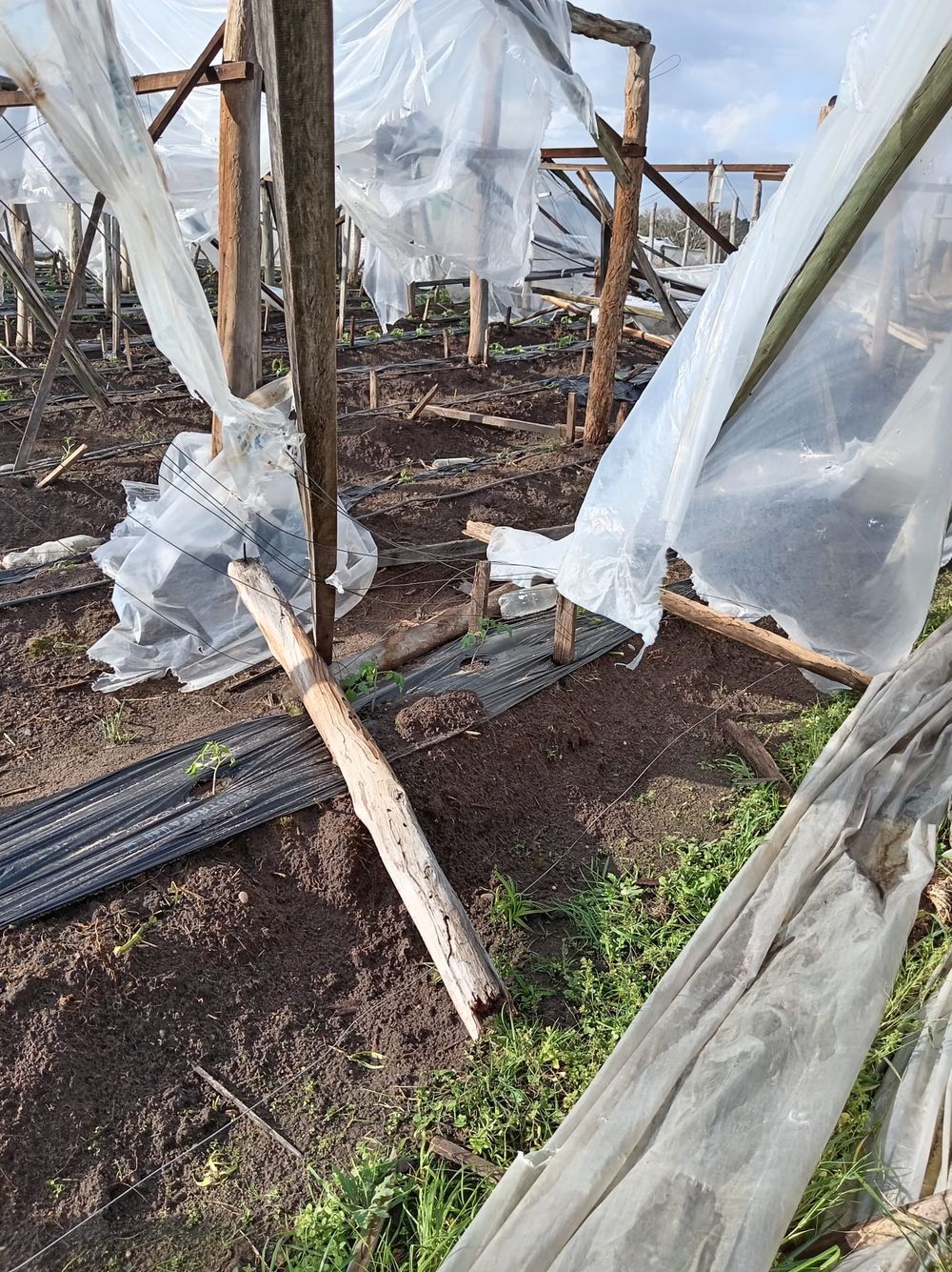 Destrozos del temporal de Salto en invernadero