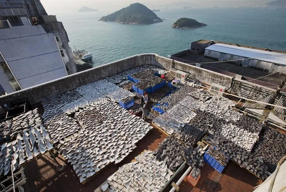 China- Vista de unas 18.000 aletas de tiburón dispuestas sobre el tejado de un edificio industrial de Hong Kong