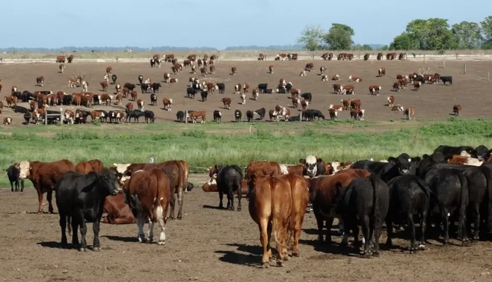 Una apuesta de ADP a generar carnes de alta calidad