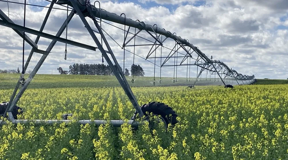 Cultivo de colza en floración bajo riego.