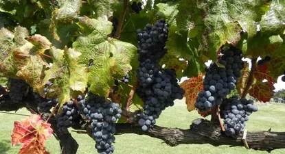 El Observador | En Uruguay hay 1.100 viticultores