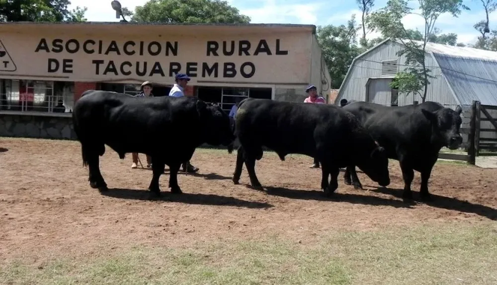 Inscribieron 110 toros para participar de la muestra tacuaremboense