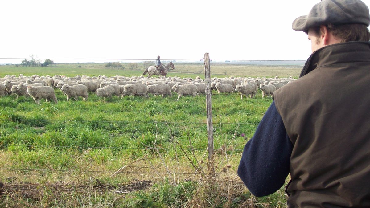 Federación Rural ve al rubro ovino en “decadencia preocupante” y pide política de shock “para no arrepentirse”