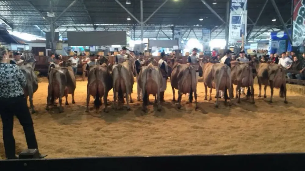 Conjunto de vacas durante la jura en el galpón de la raza Jersey, en Esteio.