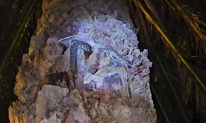 La serpiente rescatada por Alternatus Uruguay&nbsp;