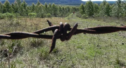El caso surgió a raíz de una consulta que realizó en junio de 2021 la empresa Forestal Oriental SA.