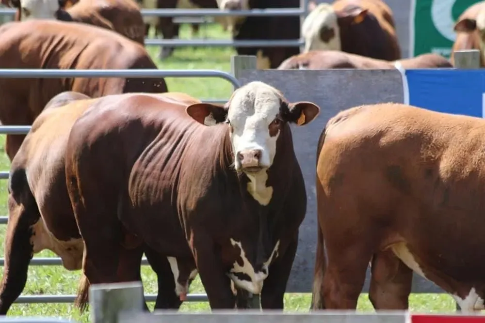 Los toros de La Milagrosa se venderán en la web de Zambrano & Cía.