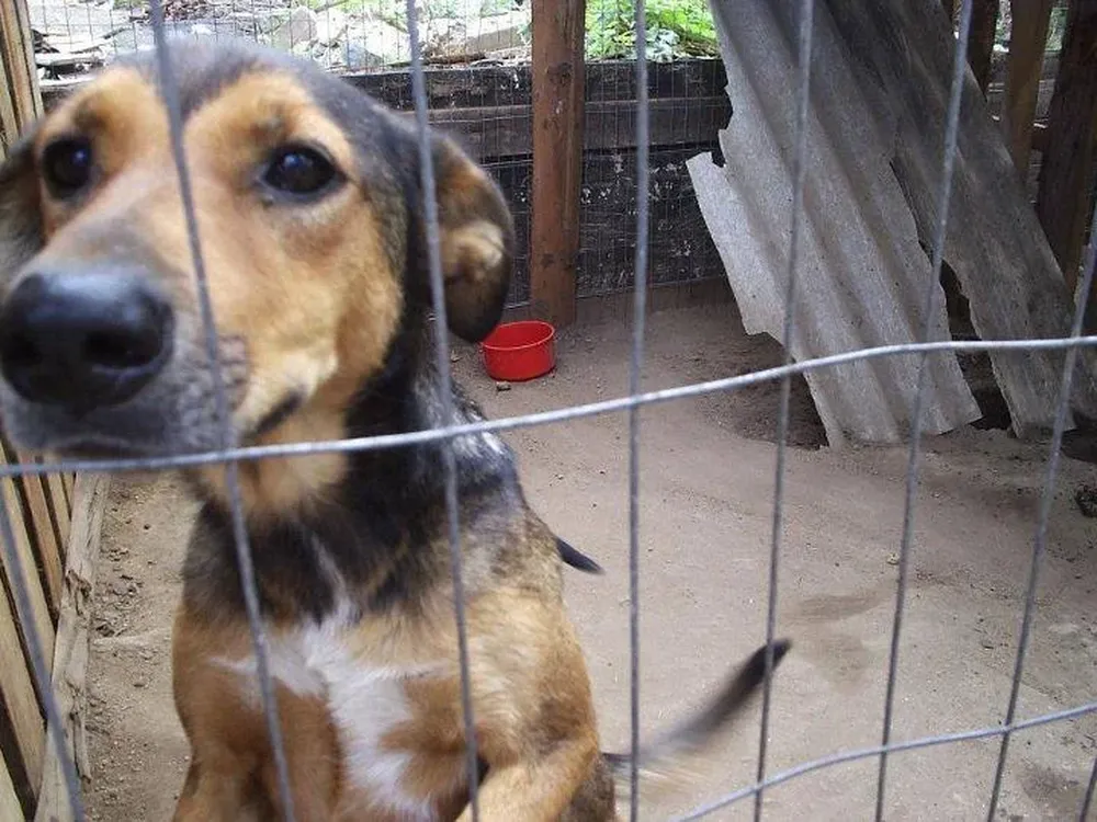 Una chapa apoyada en el piso es lo único que protege al perro de la lluvia en el refugio de La Paloma, Rocha