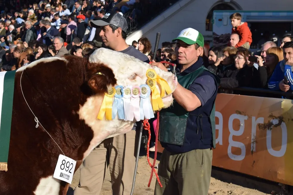 Gran Campeona Angus pronta para posar.