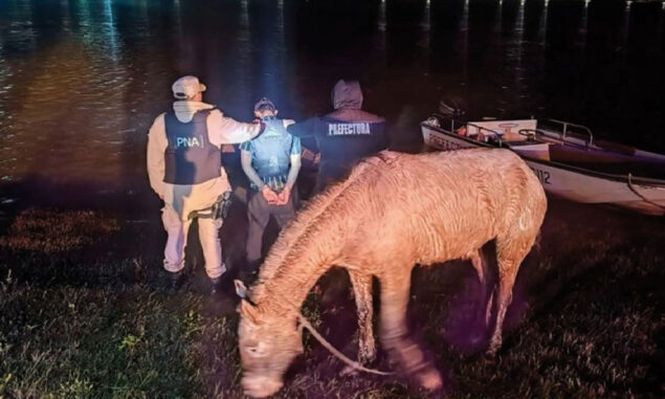En un inusual operativo, detuvieron a un joven que quería cruzar a remo de Salto a Concordia con dos caballos en un bote