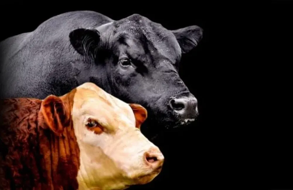 Zambrano & Cía dispersará una genética destacada de la cabaña San Rafael.