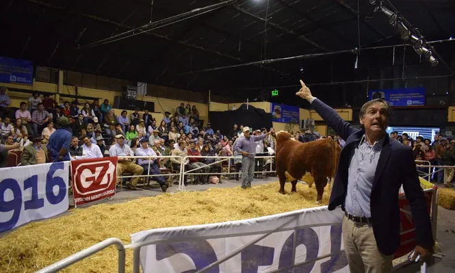 Zafra de toros: arranca un momento clave para la ganadería y en la Expo Rural del Prado habrá varios remates.