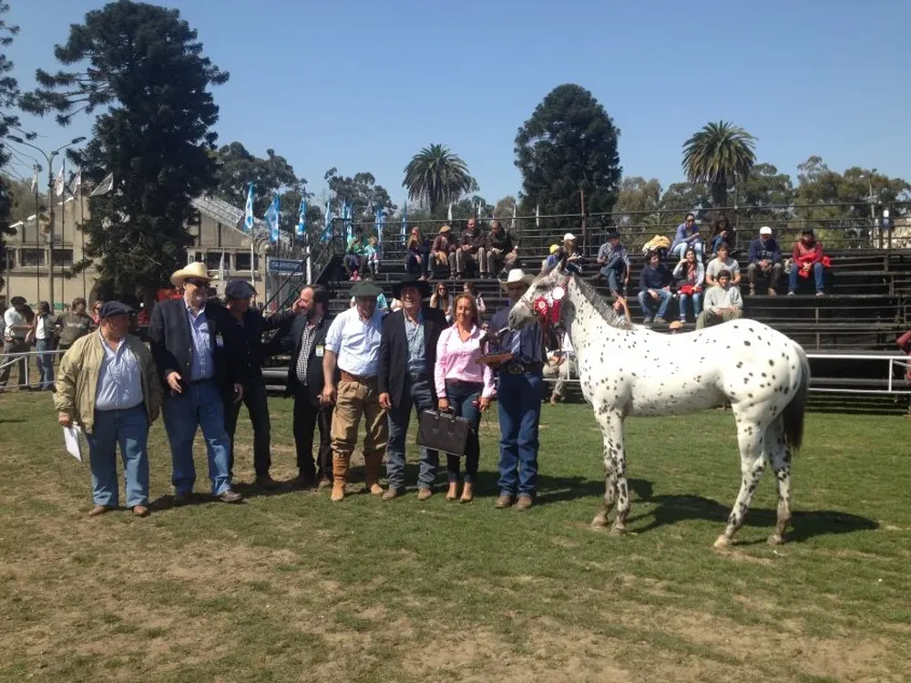 La mejor hembra de los Appaloosa en el ruedo de la Rural.