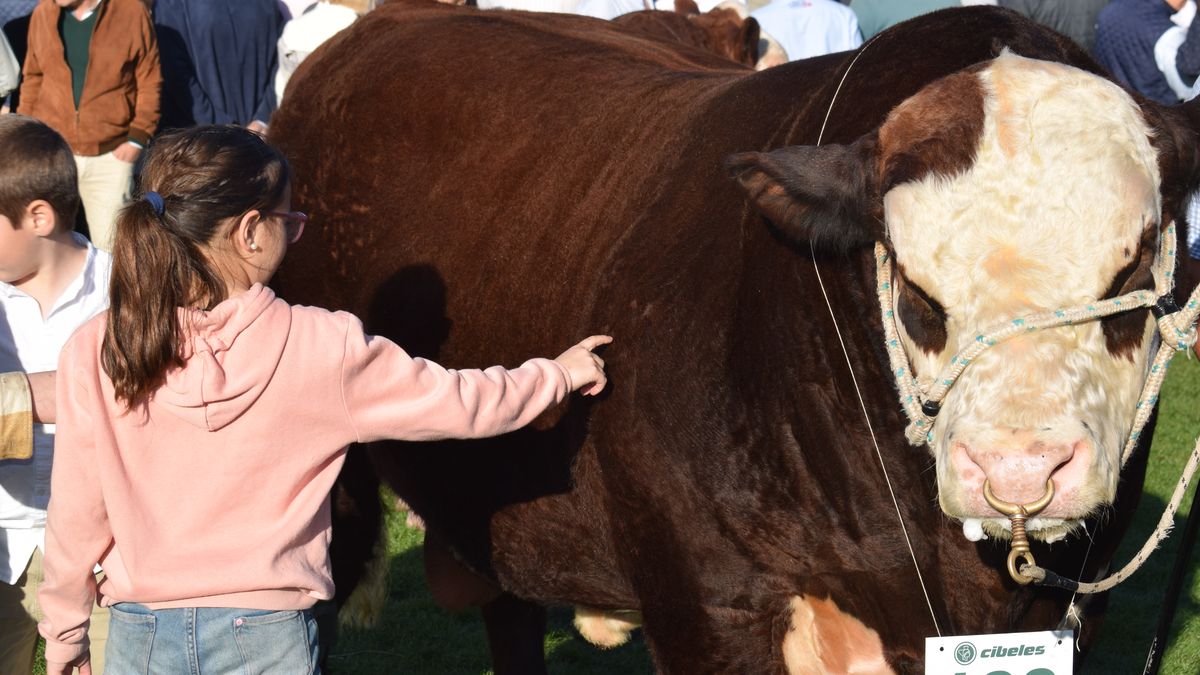 Habrá más de 2.000 animales en la Expo Rural del Prado y un cambio en las razas que lideran en cada especie