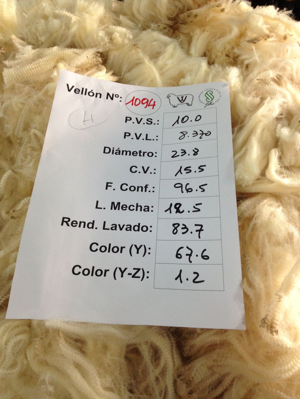 Rubro ovino: momento que ilusiona para productores laneros y de carne ovina.