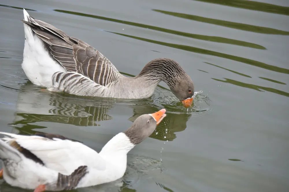 La enfermedad llegó a la región a través de aves migratorias y se diseminó de norte a sur y de oeste a este