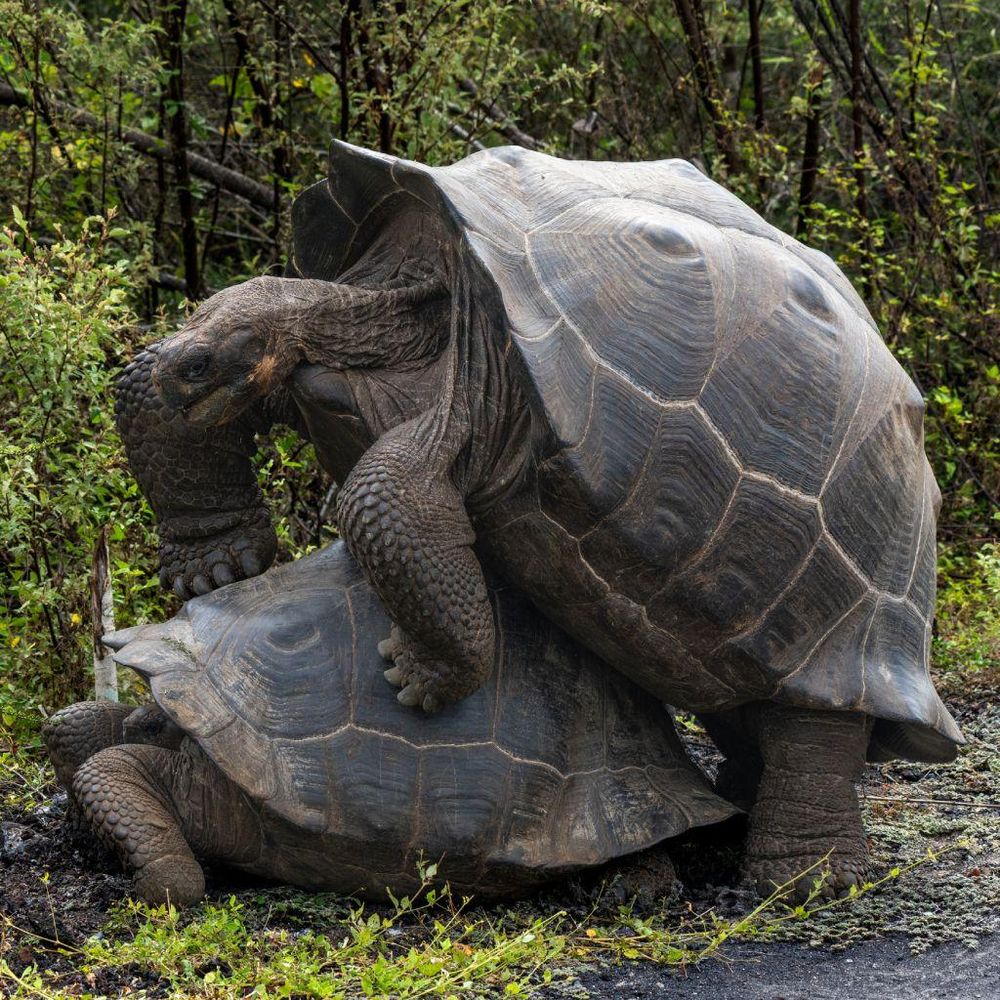 Estar en las Galápagos fue como un sueño... pero las tortugas no los dejaron dormir.