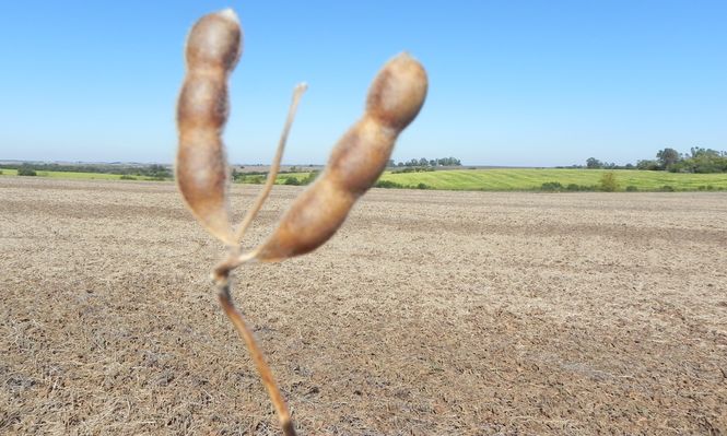 Sequía: menos kilos por hectárea y calidad menor en los granos de soja, un problema que impacta no solo en el campo.