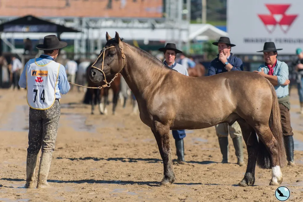 Danzarino de La Colina