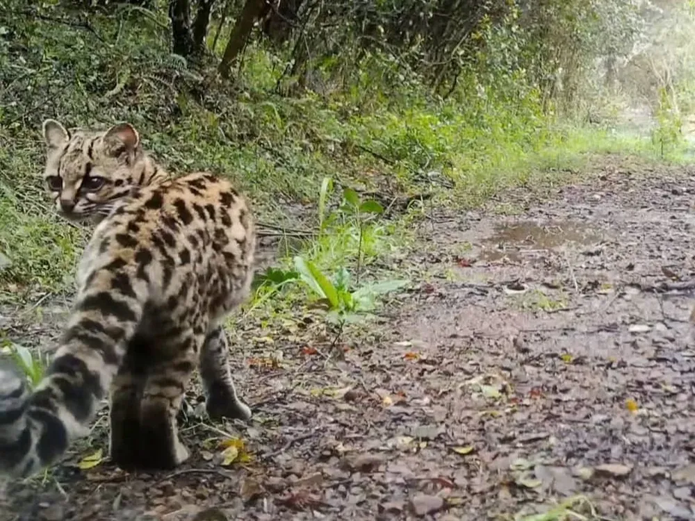 Margay capturado por una de las cámaras de Uruguay Fototrampeo