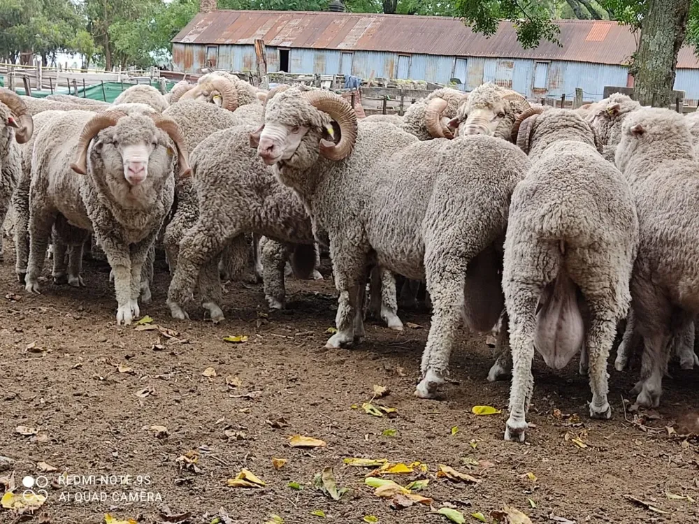 Merino Australiano de El Retiro.