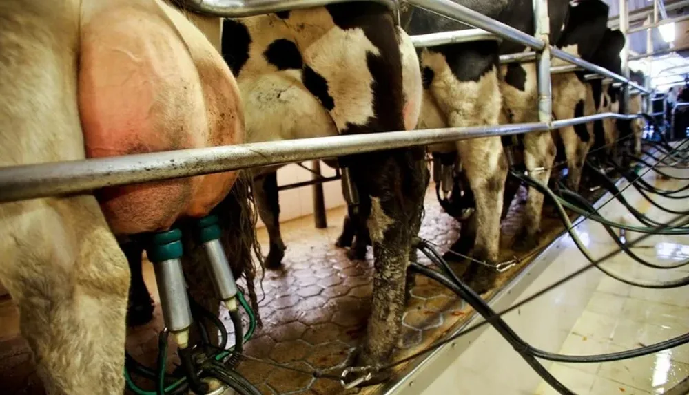La ayuda oficial de créditos para tamberos se enmarca en la política de emergencia agropecuaria