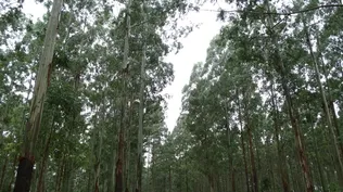 El Ministerio de Ambiente tendrá un control más estricto sobre las superficies que se forestarán.