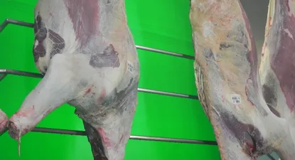 Mercado ganadero: faena fluida en los últimos días en enero de 2025.