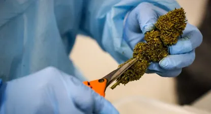La industria de cannabis medicinal crece exponencialmente de la mano de una amplia gama de productos en Uruguay