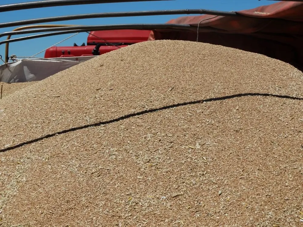 Se viene una cosecha récord de trigo en Argentina.