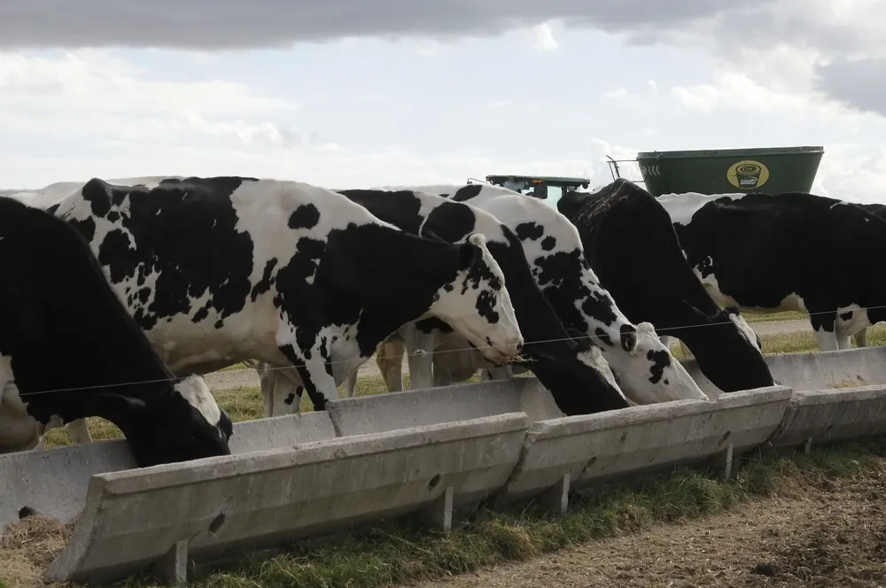 Vacas Holando comen ración en un tambo en Colonia.