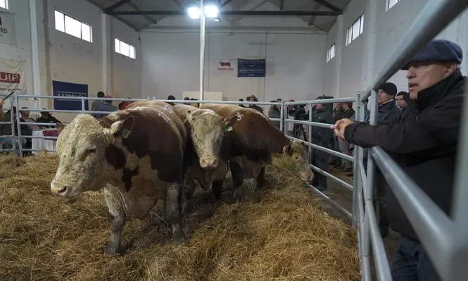 Torada de La Elisa promedió US$ 3.620