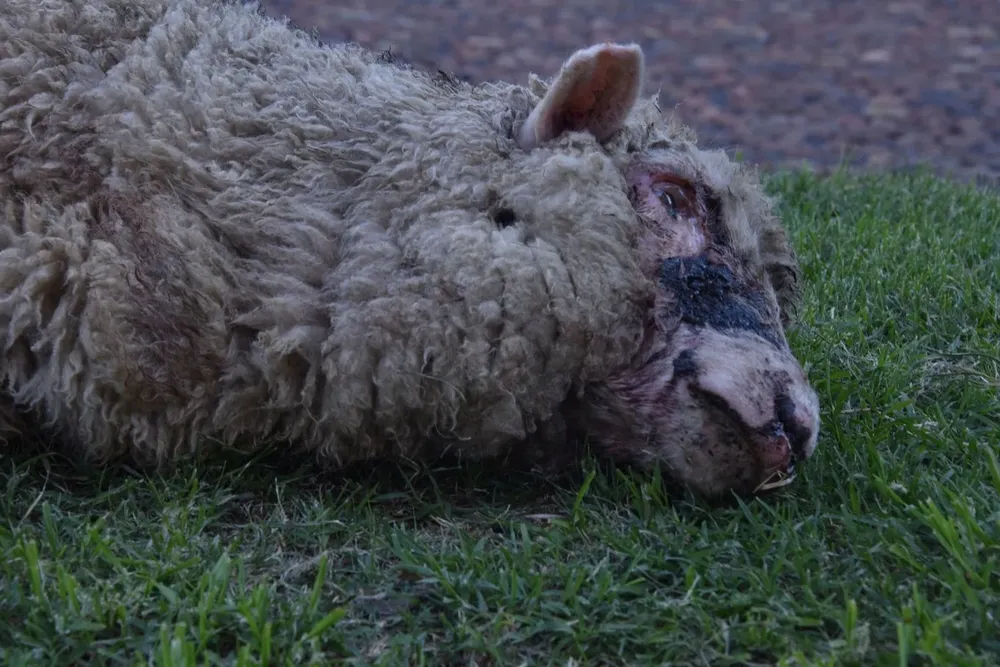 Animalistas se movilizarán el viernes en Plaza Independencia.