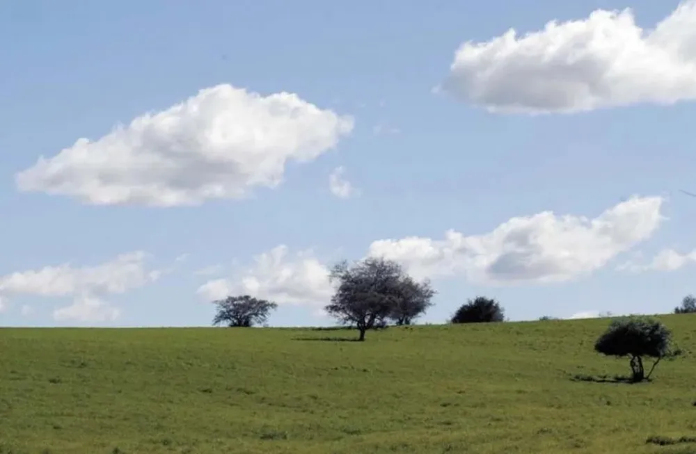 El campo es de prioridad forestal y tiene un buen índice de Coneat