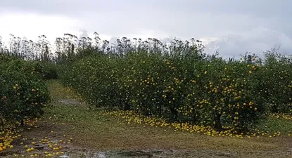 El Observador | 0026698570.webp